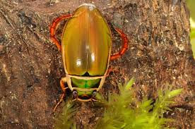 Attēlu rezultāti vaicājumam “Dytiscus marginalis”