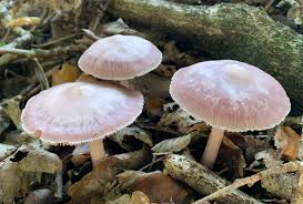 Attēlu rezultāti vaicājumam “Mycena rosella”