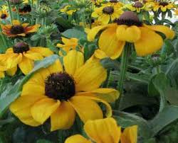 Image result for Rudbeckia Paradisio