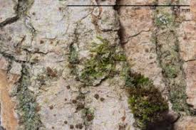 Attēlu rezultāti vaicājumam “Bacidia rubella”