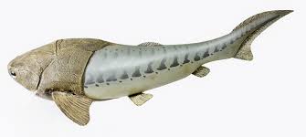 Attēlu rezultāti vaicājumam “Placodermi”