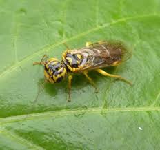 Attēlu rezultāti vaicājumam “Pamphiliidae”