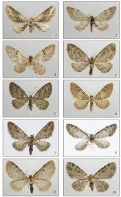 Attēlu rezultāti vaicājumam “Geometridae”