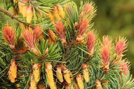 Attēlu rezultāti vaicājumam “Pseudotsuga menziesii”