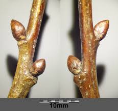 Attēlu rezultāti vaicājumam “Quercus robur bud”