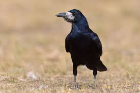 Attēlu rezultāti vaicājumam “Corvus frugilegus adult”