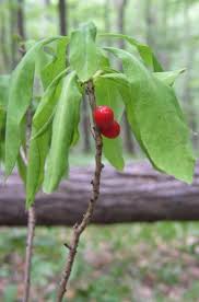 Attēlu rezultāti vaicājumam “Daphne mezereum fruit”