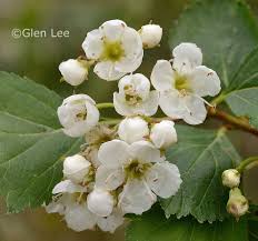 Attēlu rezultāti vaicājumam “Crataegus macracantha flower”