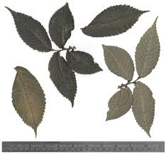 Attēlu rezultāti vaicājumam “Ulmus glabra leaf”