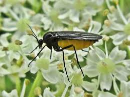 Attēlu rezultāti vaicājumam “Sciaridae”