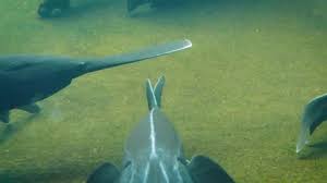 Image result for Polyodon spathula