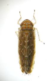 Attēlu rezultāti vaicājumam “Paramesus obtusifrons”