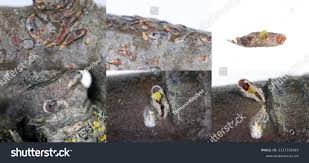 Attēlu rezultāti vaicājumam “Lepidosaphes ulmi”