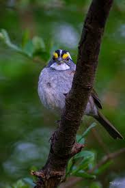 Image result for Zonotrichia albicollis