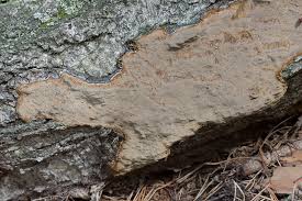 Attēlu rezultāti vaicājumam “Phellinus laevigatus”