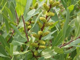Attēlu rezultāti vaicājumam “Myrica gale fruit”