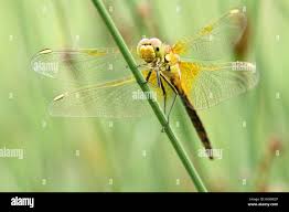 Attēlu rezultāti vaicājumam “Sympetrum flaveolum”