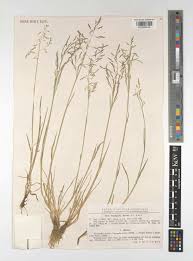 Attēlu rezultāti vaicājumam “Puccinellia distans”