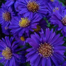 Image result for Aster alpinus