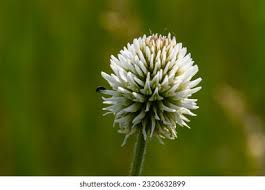 Attēlu rezultāti vaicājumam “Trifolium montanum flower”