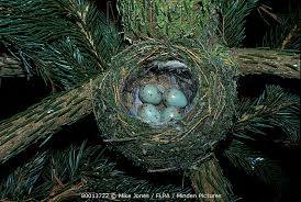 Attēlu rezultāti vaicājumam “Fringilla coelebs nest”