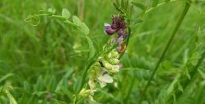 Attēlu rezultāti vaicājumam “Vicia sepium fruit”