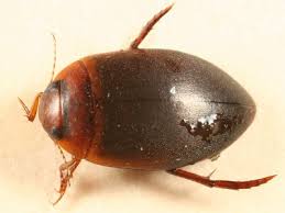 Attēlu rezultāti vaicājumam “Ilybius sp.”