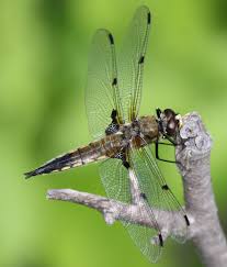 Attēlu rezultāti vaicājumam “Lycogala convexum sessile”