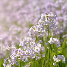 Attēlu rezultāti vaicājumam “Cardamine pratensis”