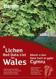 Attēlu rezultāti vaicājumam “Hypocenomyce friesii”