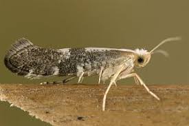 Attēlu rezultāti vaicājumam “Argyresthia spinosella”