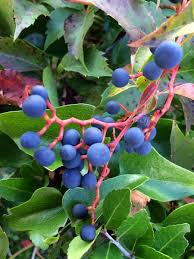 Attēlu rezultāti vaicājumam “Parthenocissus quinquefolia fruit”