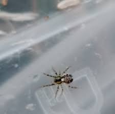 Attēlu rezultāti vaicājumam “Phylloneta sp.”