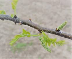 Attēlu rezultāti vaicājumam “Gleditsia triacanthos bud”