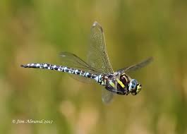 Attēlu rezultāti vaicājumam “Aeshna juncea male”