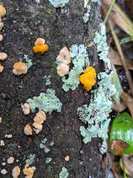 Attēlu rezultāti vaicājumam “Dacrymyces chrysospermus spores”