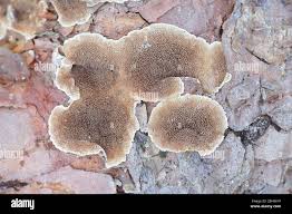 Attēlu rezultāti vaicājumam “Skeletocutis amorpha”