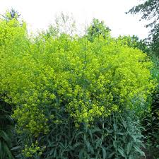 Image result for Isatis tinctoria