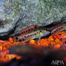 Attēlu rezultāti vaicājumam “Badhamiopsis scripta sessile”