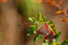 Attēlu rezultāti vaicājumam “Elasmostethus interstinctus imago”