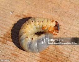 Attēlu rezultāti vaicājumam “Oryctes nasicornis larva”