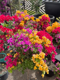 Image result for bougainvillea