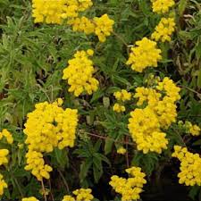 Image result for Calceolaria integrifolia