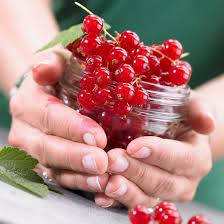 Attēlu rezultāti vaicājumam “Ribes rubrum fruit”