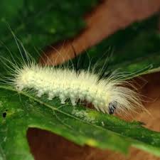 Attēlu rezultāti vaicājumam “Acronicta leporina larva”