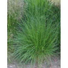Image result for Miscanthus sinensis Zebrina