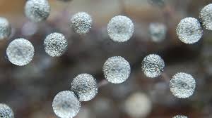 Attēlu rezultāti vaicājumam “Collaria arcyrionema young”