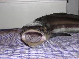 Image result for Rachycentron canadum