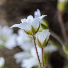 Attēlu rezultāti vaicājumam “Cerastium sylvaticum”