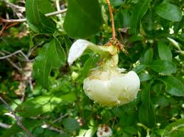 Attēlu rezultāti vaicājumam “Exobasidium vaccinii”